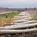 Cutting of poplars, two rows of trees cut