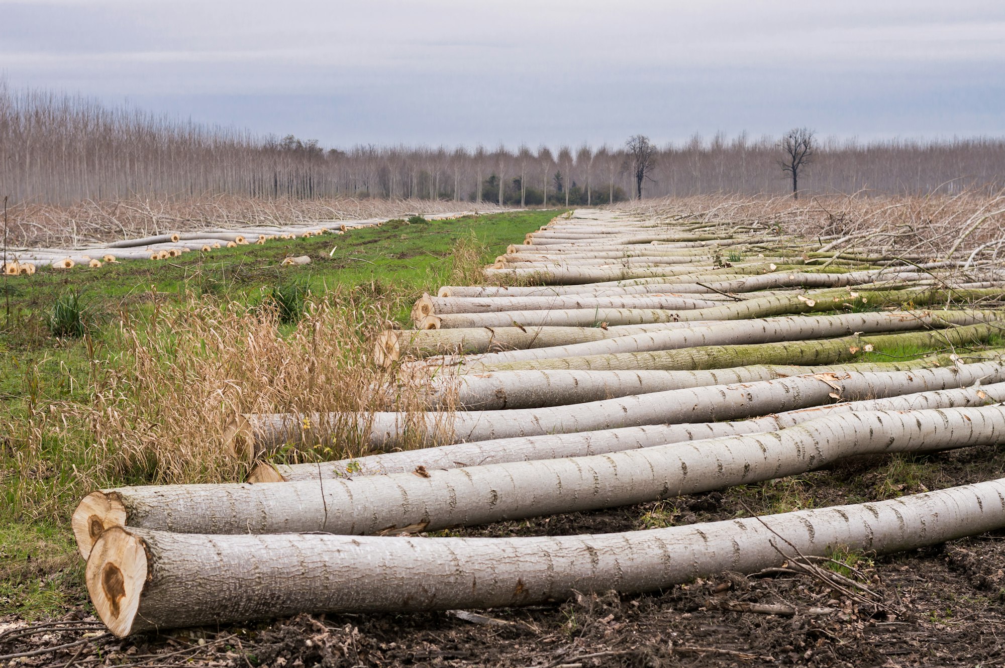 Cutting of poplars, two rows of trees cut