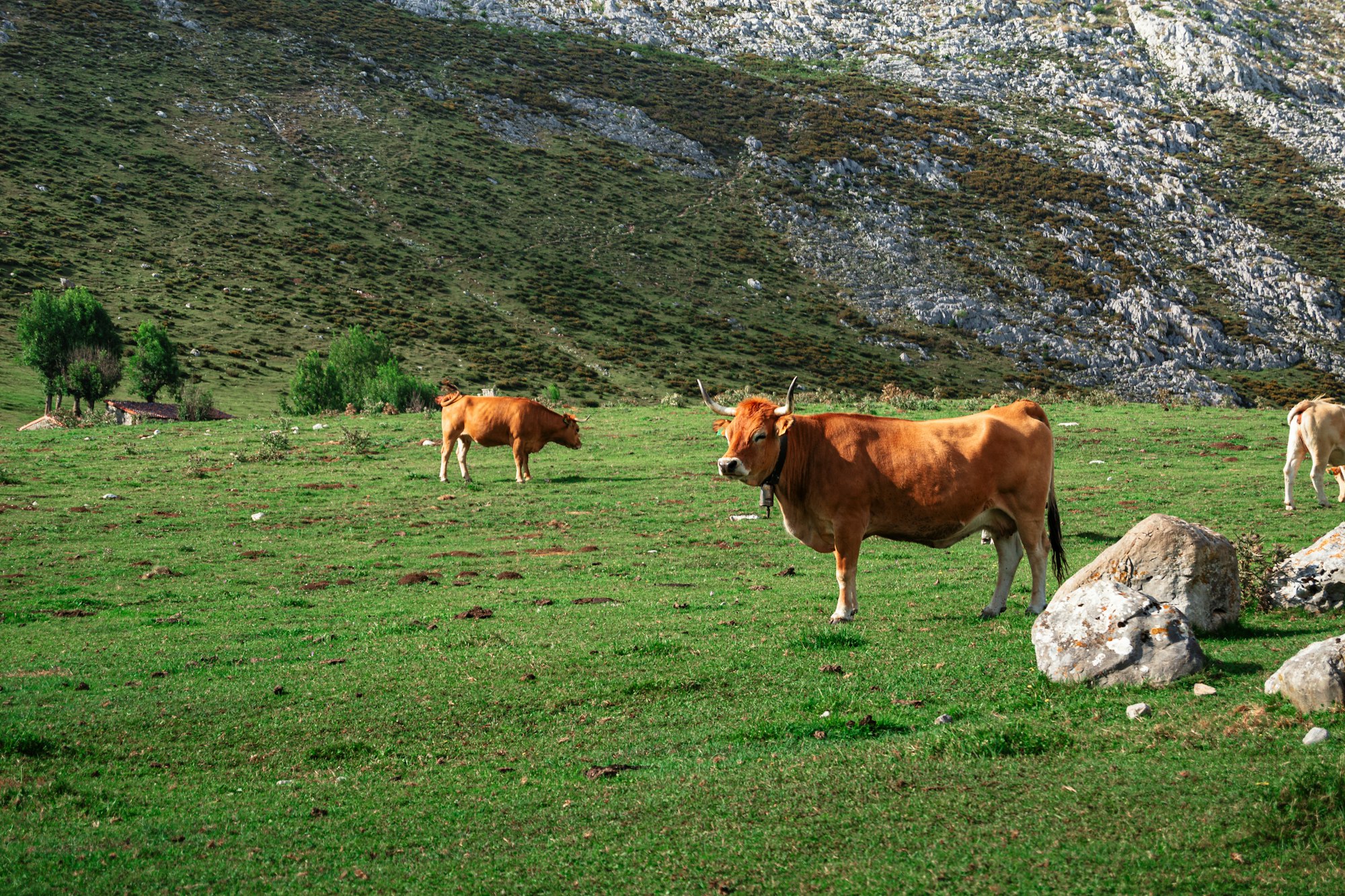 Peaceful landscape of Asturias, Spain, with a herd of cows grazing among rolling hills and mountains