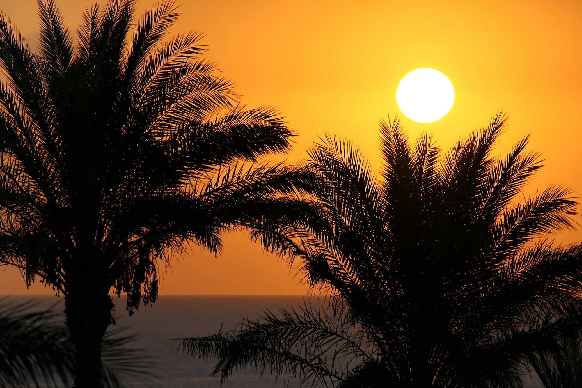 Silhouettes of palm trees above the sea and rising sun